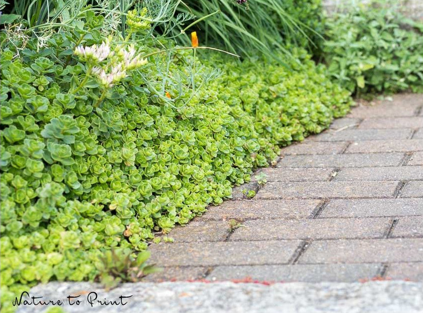 Teppichsedum | Sedum spurium, Bodendecker hält Wege sauber