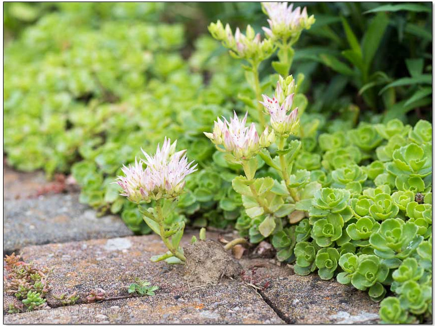 Teppichsedum | Sedum spurium, Bodendecker hält Wege sauber 