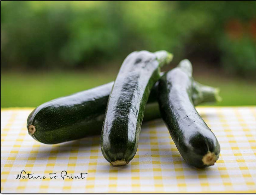 Frisch aus dem Garten schmecken Zucchini am besten. Ernten Sie die Früchte möglichst klein, jung und zart.