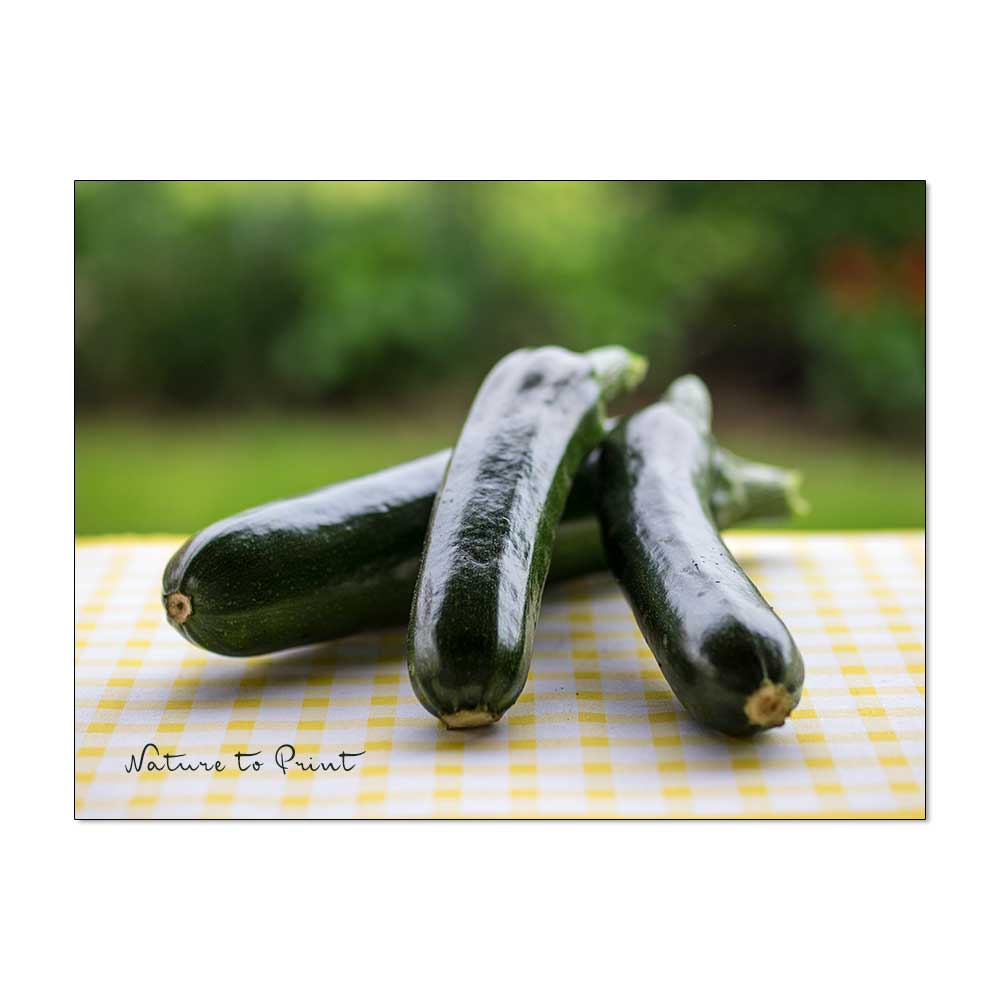 Frisch aus dem Garten schmecken Zucchini am besten. Ernten Sie die Früchte möglichst klein, jung und zart.