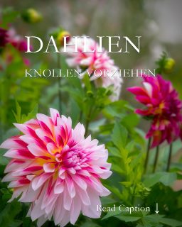 Dahlien-Knollen vorziehen für schnellere Blüten

Dahlien dürfen erst Mitte Mai raus und danach beginnt der Kampf mit Schnecken und Schlechtwetter. Das muss nicht sein! Wer Dahlienknollen ab April in Töpfen vorzieht, ist klar im Vorteil:

 + Keine Schnecken
 + Keine Spätfrostgefahr
 + Sicherer Austrieb
 + Schnellere Blüten

 + Außerdem mehr Zeit im Garten. Tulpen und andere Frühlingsblumen dürfen in Ruhe blühen und verwelken bevor Dahlien dann ihren Platz einnehmen. Und dies schon als große prächtige Pflanze. Besser geht's nicht.

 Im Blog: 10 einfache Schritte damit das Vorziehen von Dahlienknollen sicher gelingt. Dazu Tipps zum Binden, Stützen, Düngen und Pflegen

https://www.mein-blumenbild-des-tages.de/dahlien-knollen-vorziehen/

Kurzlink: https://www.insbeet.de/Dahlienknollen

#Dahlien #Dahlienknollen #Anzucht #Vorziehen