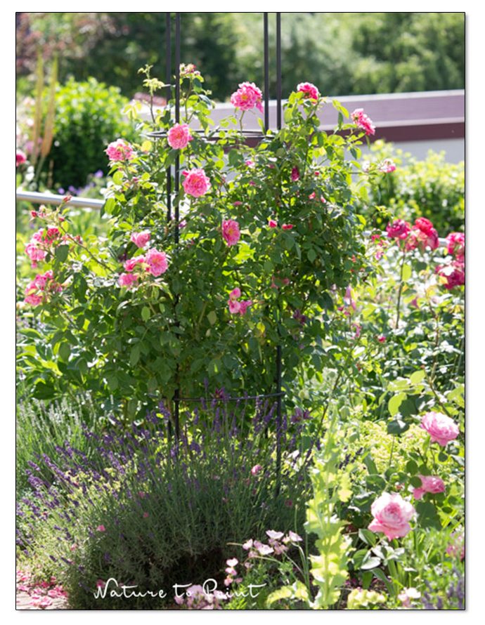Kletterrose Camelot lässt sich nur in jungen Jahren leicht lenken und binden. Im Alter leider nicht. Kletterrose Cameltot am Obelisken im Garten von Nature to Print