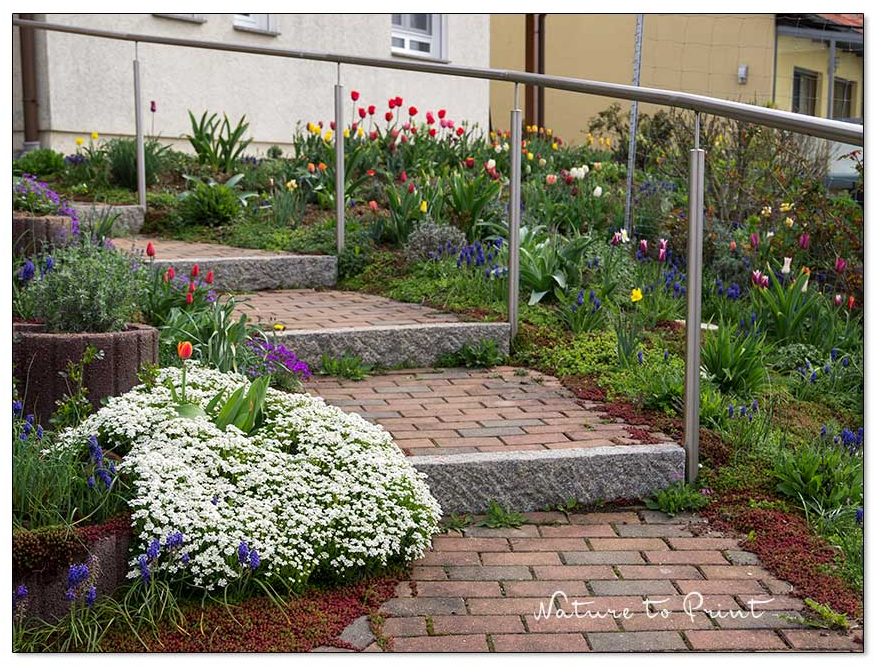 Polsterstauden und Handlauf an der Treppe sichern den seniorengerechten Garten Polsterstauden und Handlauf an der Treppe sichern den seniorengerechten Garten