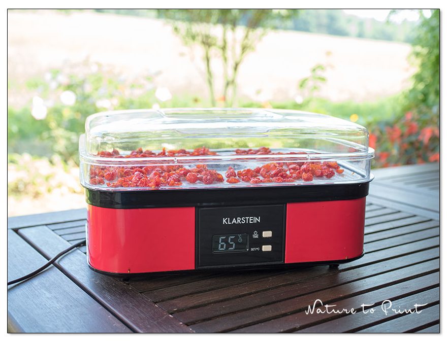 Nach 6 Stunden ist gut die Hälfte der Tomaten bereits trocken
