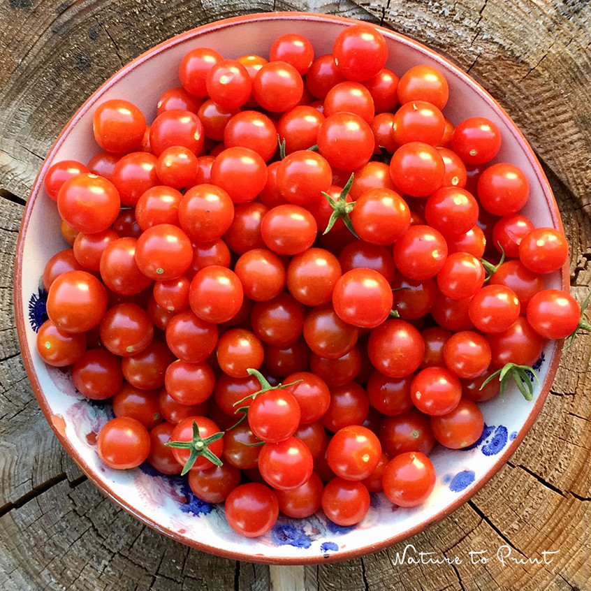 Eine Schüssel Mini-Tomaten aus dem Topfgarten