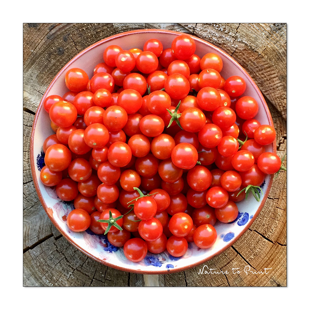 Eine Schüssel Mini-Tomaten aus dem Topfgarten