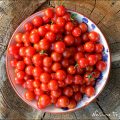 Tomaten trocknen im Dörrautomaten | Eine Schüssel Mini-Tomaten aus dem Topfgarten