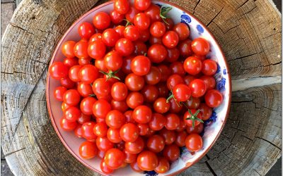 Tomaten trocknen im Dörrautomaten. Einfach, sicher & nachhaltig