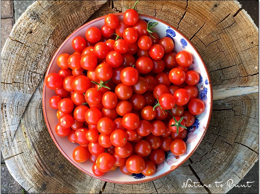 Tomaten trocknen im Dörrautomaten | Eine Schüssel Mini-Tomaten aus dem Topfgarten