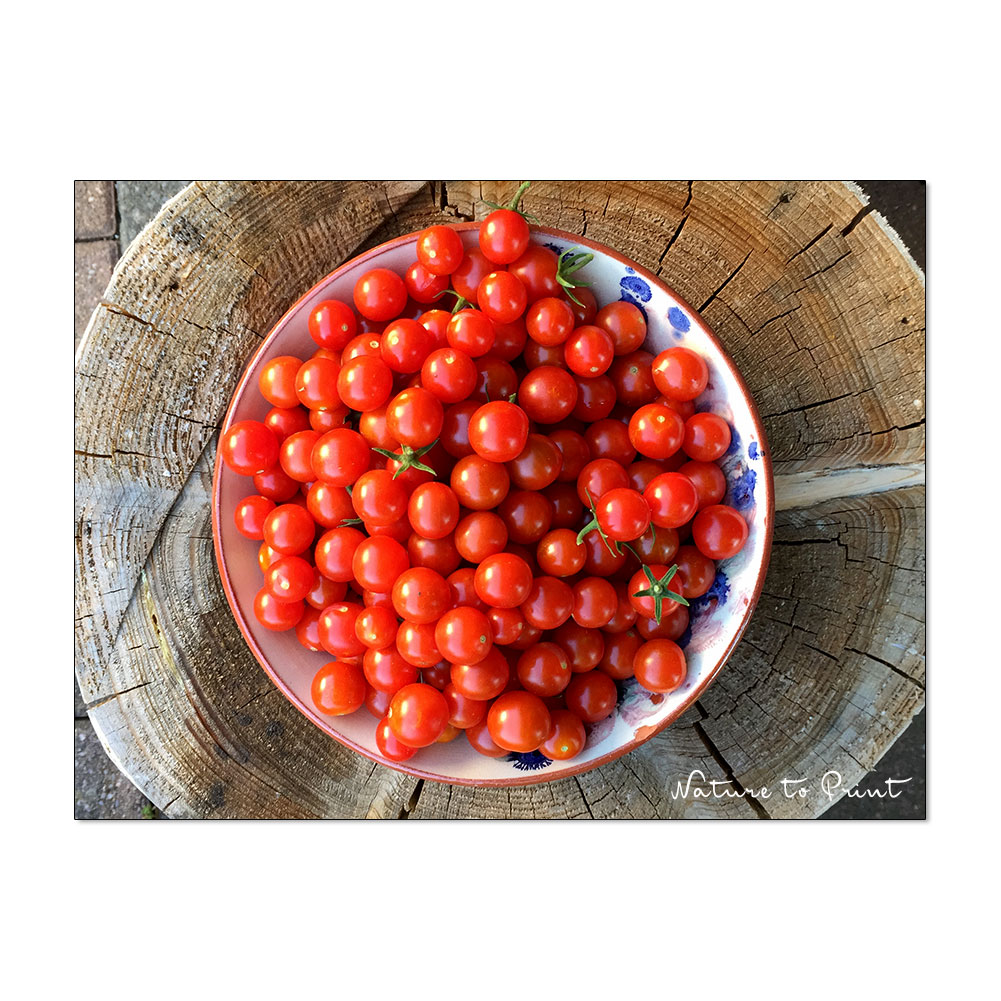 Tomaten trocknen im Dörrautomaten | Eine Schüssel Mini-Tomaten aus dem Topfgarten