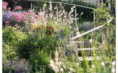 Gartenfilme 30 beste Pflanzen für Senioren. So macht Garten lange Spaß.
