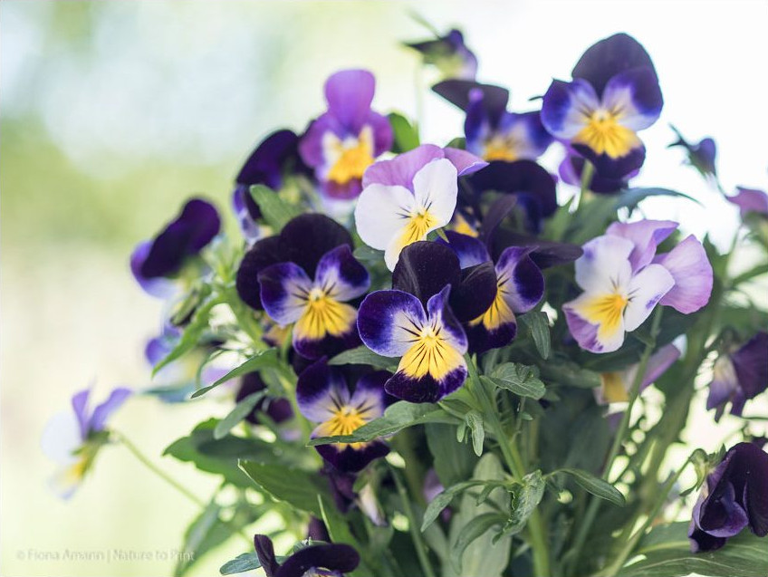 Zweifarbiges Hornveilchen im Garten, Ice Baby