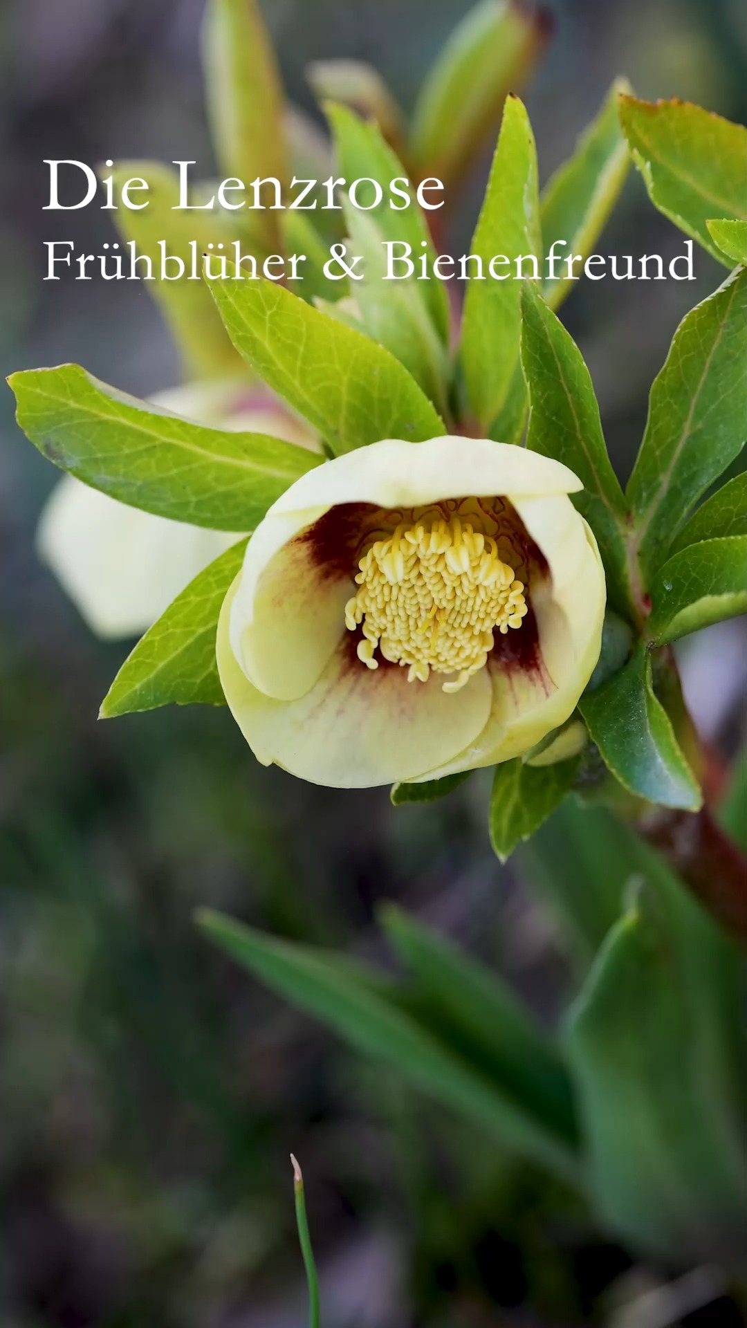 Lenzrosen, Frühblüher & Bienenfreunde

Lenzrosen, bot. Helleborus orientalis blühen ab Februar bis in den April. Ihre frühe Blüte bietet Wildbienen und Hummeln reichlich Pollen und Nektar. Doch es gibt noch weitere Gründe, Lenzrosen zu pflanzen.
•	Lenzrosen gedeihen vorzüglich in halbschattigen Beeten auf Baumscheiben und vor Hecken.
•	Sie sind mehrjährig und können Jahrzehnte am gleichen Standort bleiben.
•	Sie sind absolut winterhart und brauchen keinerlei Winterschutz.
•	Der Pflegeaufwand ist denkbar gering.
•	Lenzrosen blühen in vielen Farben und Variationen. Von Cremeweiß, über Gelb, Rosa, bis hin zu Dunkelviolett ist für jeden Geschmack etwas dabei. Ob mit offenen oder mit halbgefüllten Blüten: Wildbienen finden bei allen Helleborus immer einen reich gedeckten Tisch. 
•	Standort: nahrhafter, kalkhaltiger Boden. Er darf im Sommer gerne austrocknen, das fördert sogar die Blühfreude.
Pflege:
•	Düngen Sie beim Austrieb der Pflanze im zeitigen Frühjahr mit Kompost oder organischen Staudendünger. Eine zweite Düngergabe kann Mitte Juni erfolgen.
•	Schneiden Sie im Spätherbst alle Blätter bodentief ab.
•	Entfernen Sie kranke Blätter (Schwarzfleckenkrankheit) und entsorgen Sie sie im Hausmüll – nicht auf den Kompost.
•	Kalken Sie im Spätherbst mit Gartenkalk oder streuen Sie zerstoßene Eierschalen rund um die Staude.
•	Entfernen Sie Verblühtes (dicke Balgfrüchte) um Selbstaussaat zu vermeiden.
Vorsicht:
Lenzrosen gehören zu den Hahnenfußgewächsen und sind in allen Teilen giftig. Tragen Sie Handschuhe bei allen Pflegearbeiten.

Alles weitere im Gartenblog
https://www.wo-blumenbilder-wachsen.de/lenzrosen-mythen-maerchen-pflege/
Kurz: https://www.insbeet.de/Lenzrosen

#Lenzrosen #helleborus #Frühblüher #gartenwissen #gartentipps #pflanzenwissen #heilpflanze #zauberpflanzen #giftpflanzen #Bienenpflanze #gartenblog #omsystemde #gartenblogger #naturgarten #natur #Staudengarten