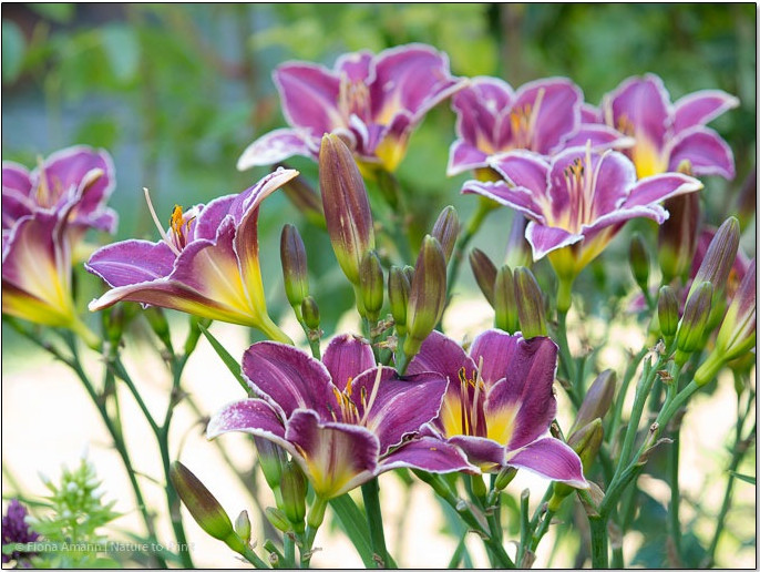 Hemerocallis 'Gentle Ed' steht in der zweiten Reihe und überragt mühlos andere Sommerblumen 'Gentle Ed' steht in der zweiten Reihe und überragt mühelos andere Sommerblumen