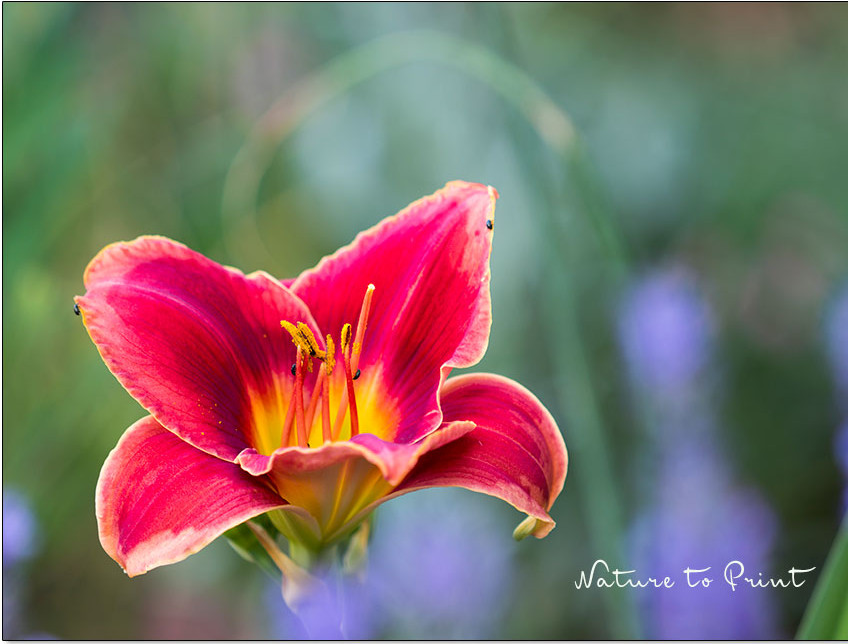 Hemerocallis im Garten, Taglilie Key to my Heart