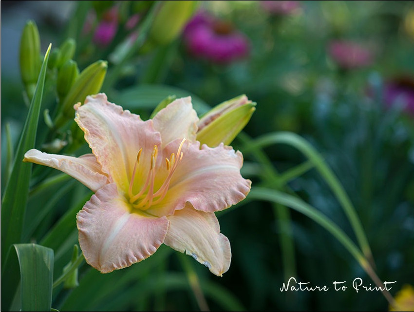 Diese großblumige Hemerocallis in sanften Pfirsichfarben harmoniert schön mit Echinacea purpurea, dem roten Sonnenhut. Diese großblumige Hemerocallis in sanften Pfirsichfarben harmoniert schön mit Echinacea purpurea, dem roten Sonnenhut.