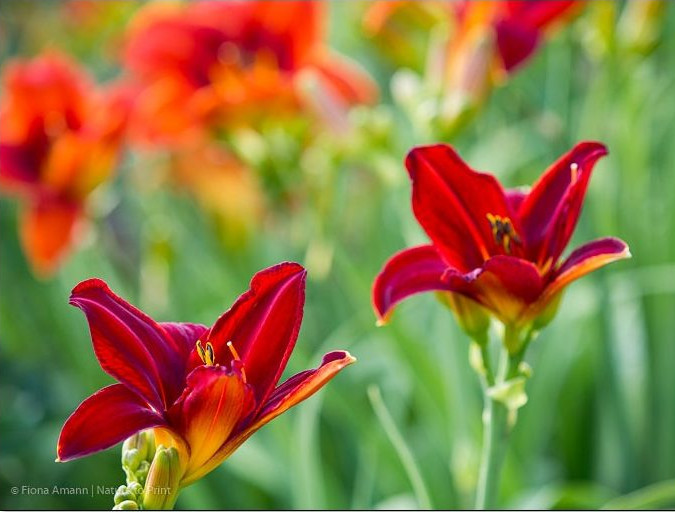 Rotes Rathaus, eine feuerrote Hemerocallis, die für viel Aufsehen sorgt Rotes Rathaus, eine feuerrote Hemerocallis, die für viel Aufsehen sorgt