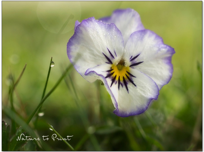 Hornveilchen vermehren | Wild aufgegangenes Hornveilchen blüht in der Magerwiese