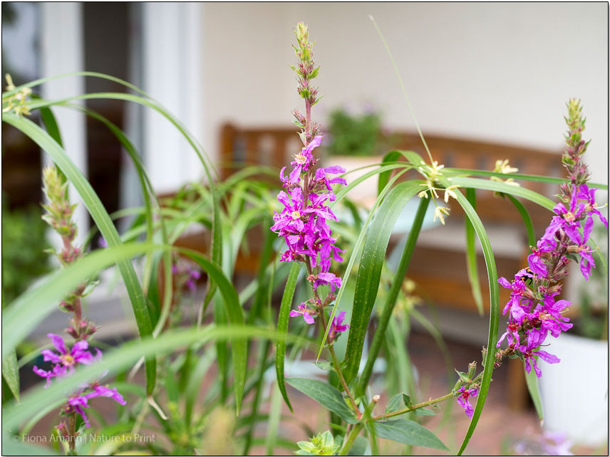 Lieblingsplatz auf der Sitzbank der Küchenterrasse