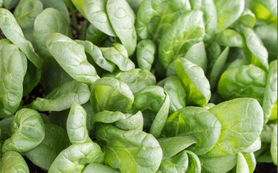 Herbst-Aussaat im Blumenkasten. Noch einmal Spinat, Salat & Radieschen ernten.