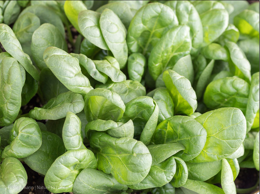 Herbst-Aussaat im Blumenkasten. Noch einmal Spinat, Salat & Radieschen ernten.