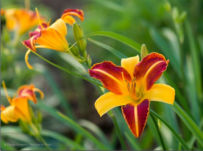 Taglilie Frans Hals, benannt nach einem holländischen Maler. Sie hat eine schöne zweifarbige Blüte in Orange-Gelb und ist ein echter Taglilien-Klassiker im Garten. Lassen Sie den Horst einer Frans Hals einfach lange stehen, er blüht von Jahr zu Jahr prächtiger. Taglilie Frans Hals ist ein echter Klassiker aus den 1960er-Jahren