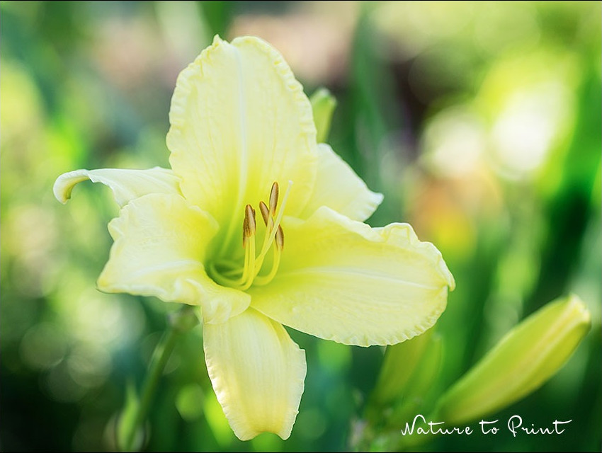 Hemerocallis / Zitronengelbe Taglilie frühmorgen, Anfang August Hemerocallis / Taglilie frühmorgens
