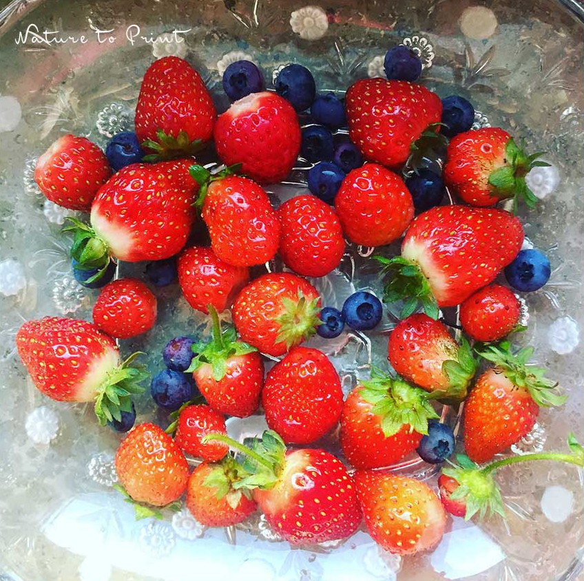 Blaubeeren, Erdbeeren, Himbeeren frisch geerntet im Topfgarten