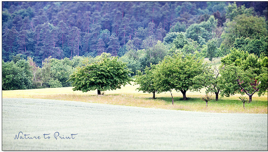 Unwegsames Gelände, viele Bäume, Einsatzort für einen Benzin-Motorsense