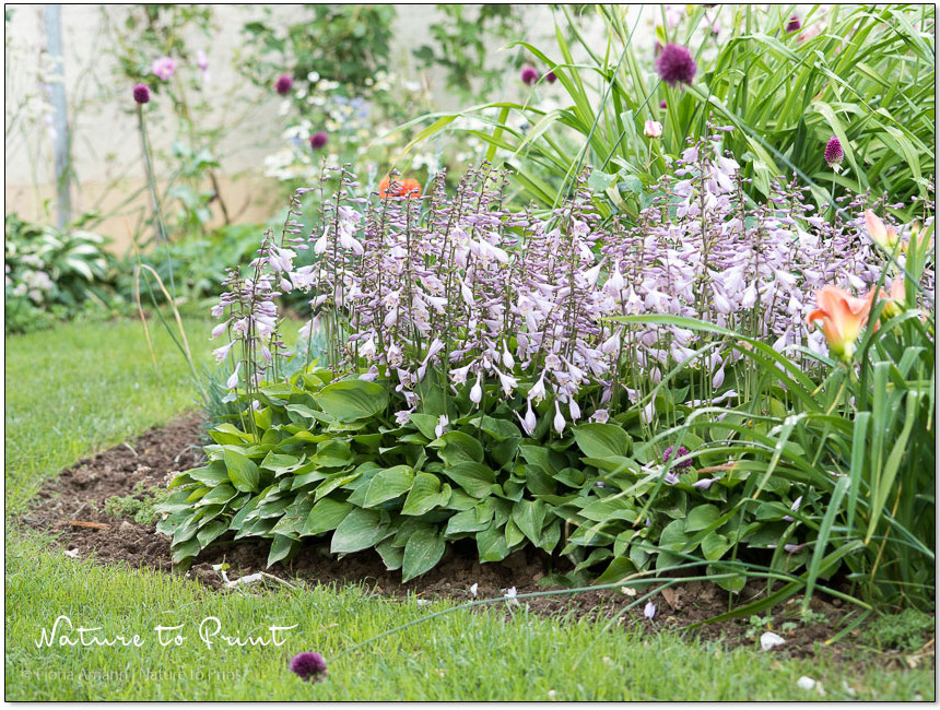 Eine sauber geschnittene Rasenkante gibt dem Garten und Beeten Struktur