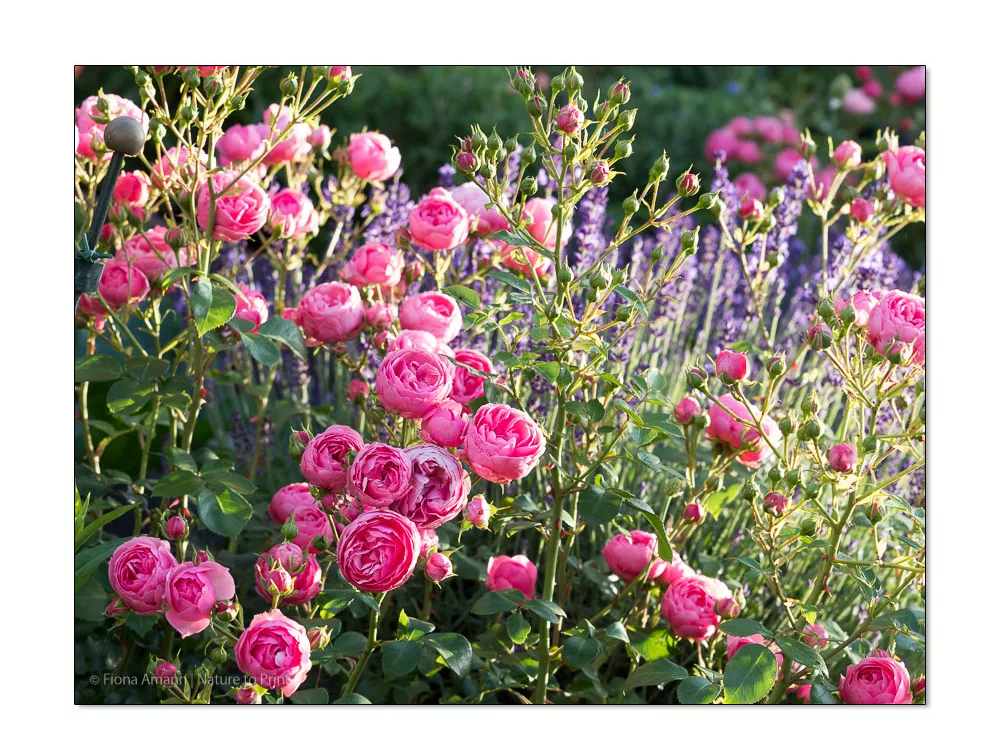 Rose Pomponella blüht trotz des schwierigen Standortes jedes Jahr überreich.