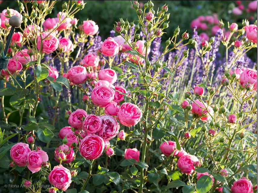 Rose Pomponella blüht trotz des schwierigen Standortes jedes Jahr überreich. Rose Pomponella blüht trotz des schwierigen Standortes jedes Jahr überreich.