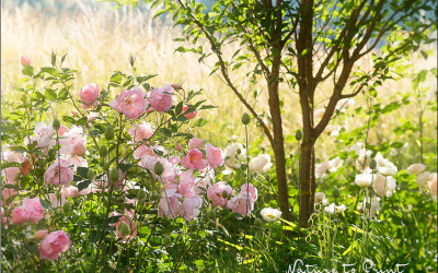 Motorsense – Akku, Kabel oder mit Benzin?