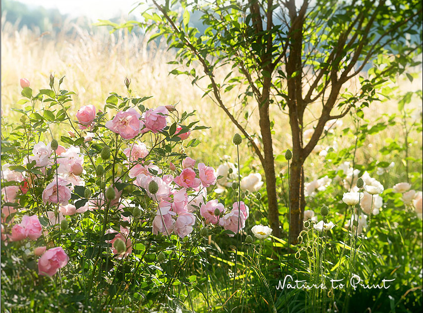 Motorsense – Akku, Kabel oder mit Benzin?