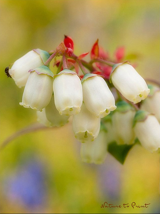 Weiße Glöckchenblüte einer Kultur-Blaubeere im Garten