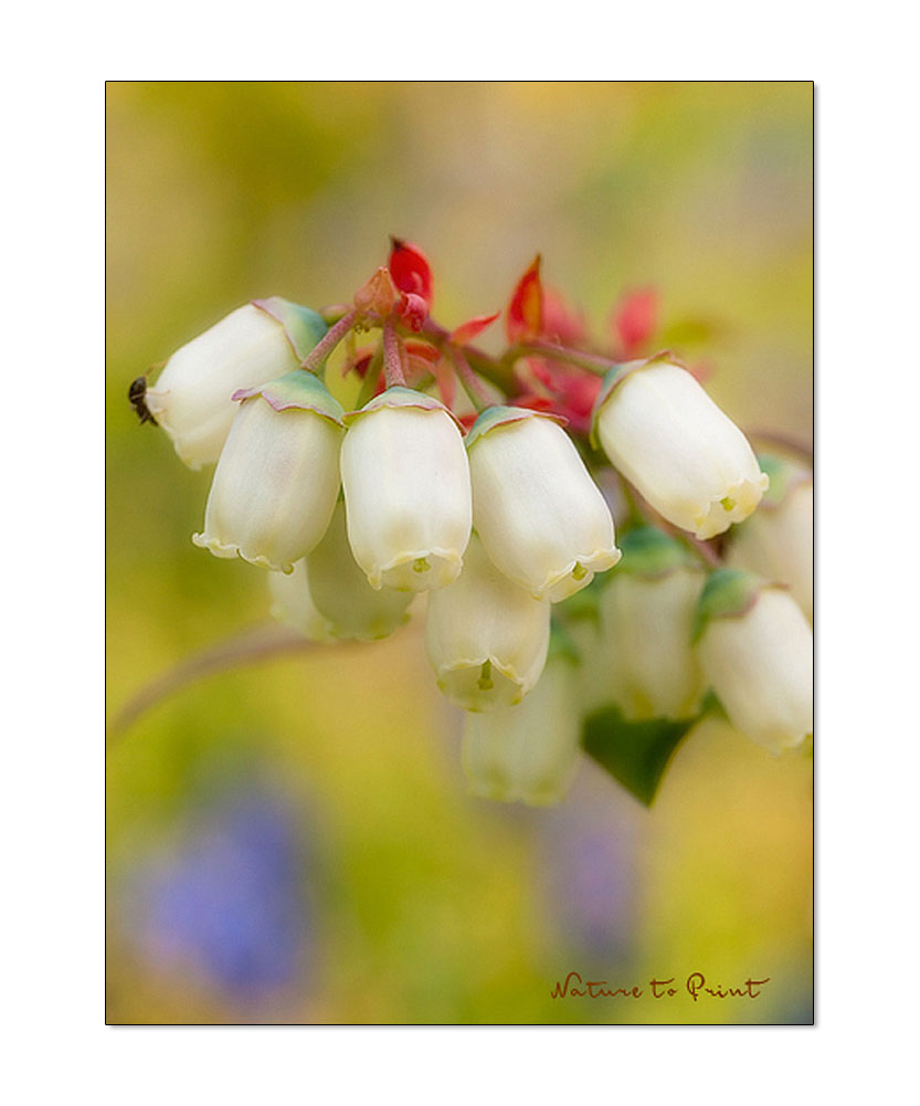 Weiße Glöckchenblüte einer Kultur-Blaubeere im Garten