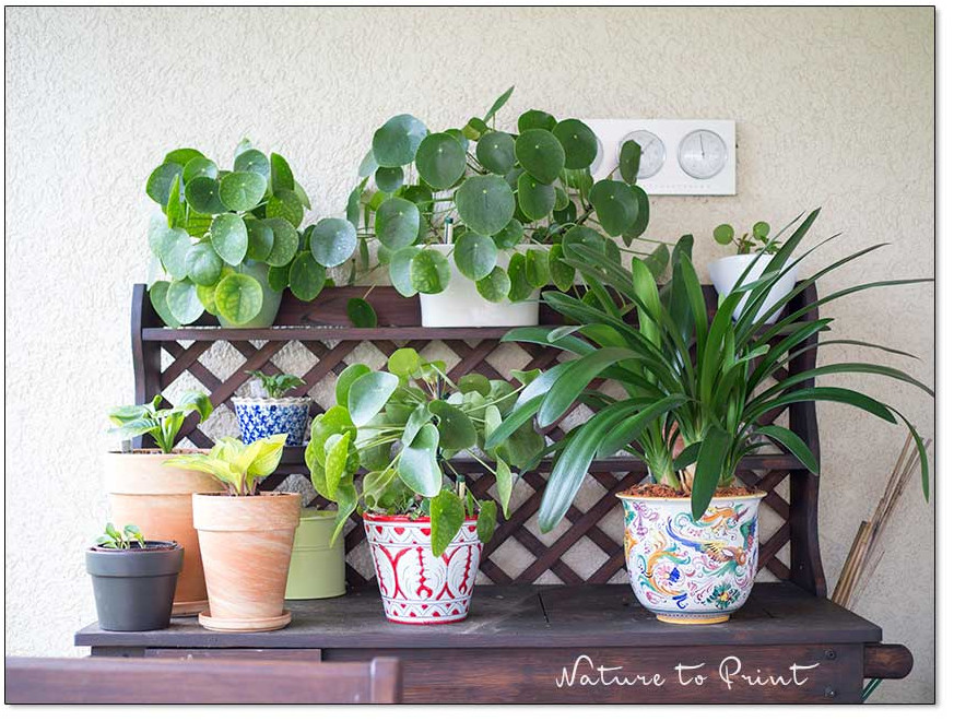 Ein großer Pflanztisch bietet im Sommer vielen Zimmerpflanzen Platz