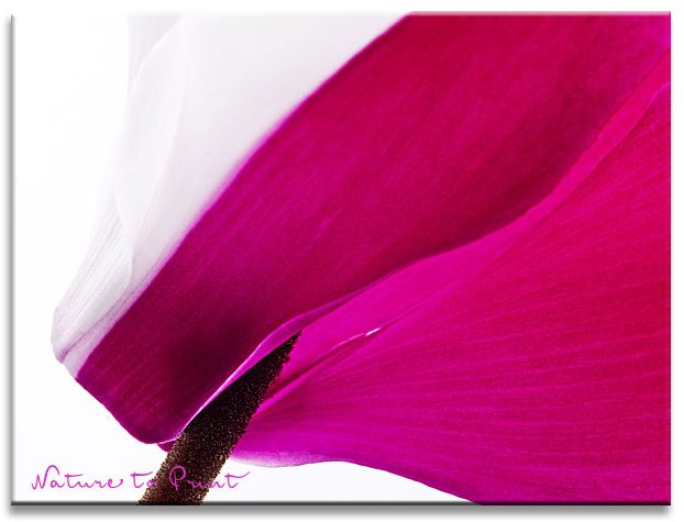 Zweifarbiges Alpenveilchen in Pink und Weiß