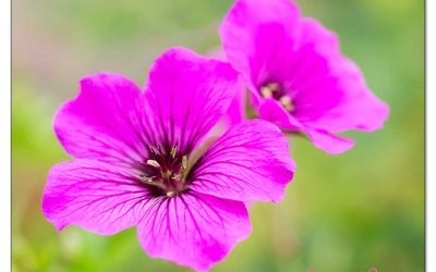 Hurra! Blüten im November verlängern die Gartensaison.