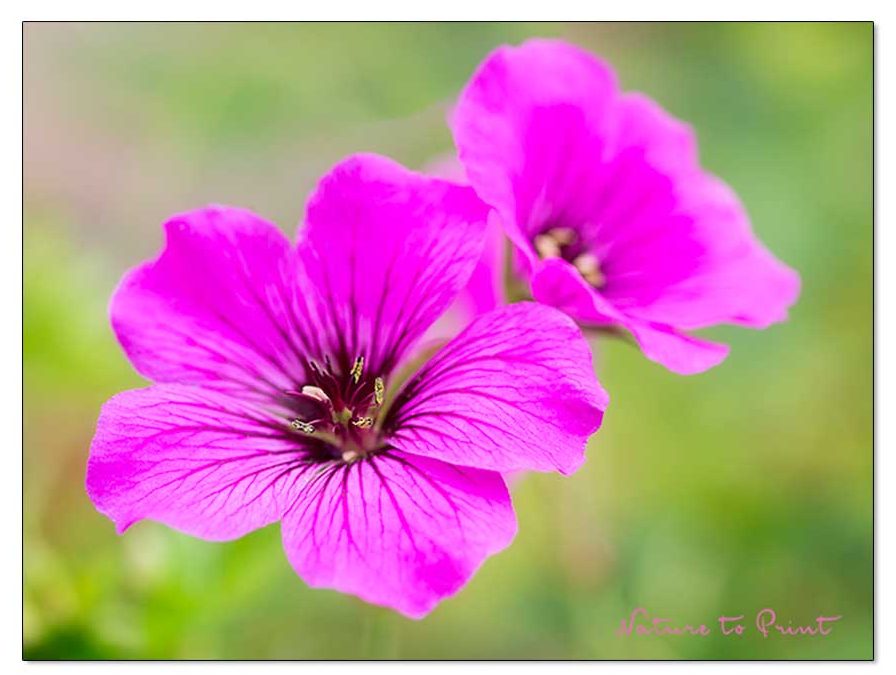 Blüten im November | Pinker Storchschnabel schickt den Garten in die Verlängerung
