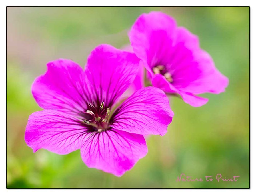 Blüten im November | Pinker Storchschnabel schickt den Garten in die Verlängerung