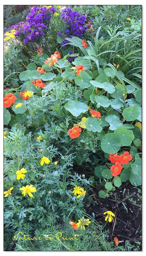 Blüten im November | Mein Vorgarten geht in Verlängerung Blüten im November | Mein Vorgarten geht in Verlängerung