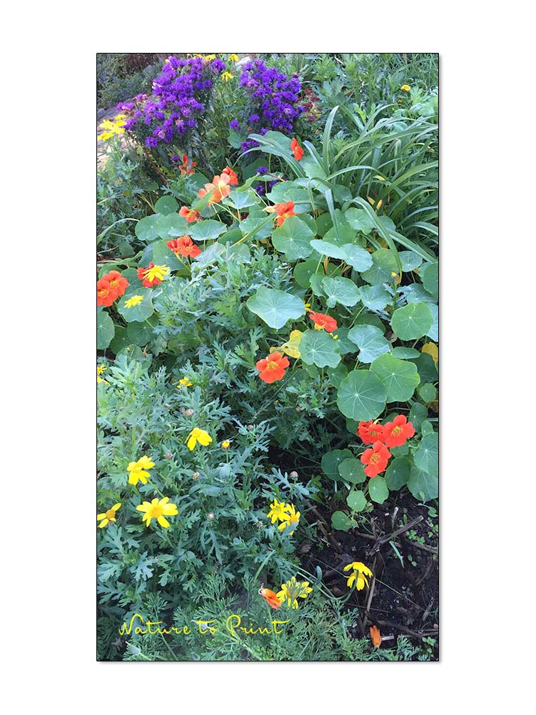 Hurra! Blüten im November verlängern die Gartensaison. | Der bunte Blumengarten mit einjährigen und mehrjährigen Pflanzen ist ein El Dorado für Schmetterlinge. Alan Titchmarsh zeigt, worauf es beim Anlegen eines Schmetterlingsgartens ankokmmt.