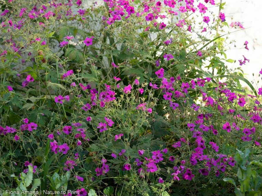 Armenischer Blut-Storchschnabel