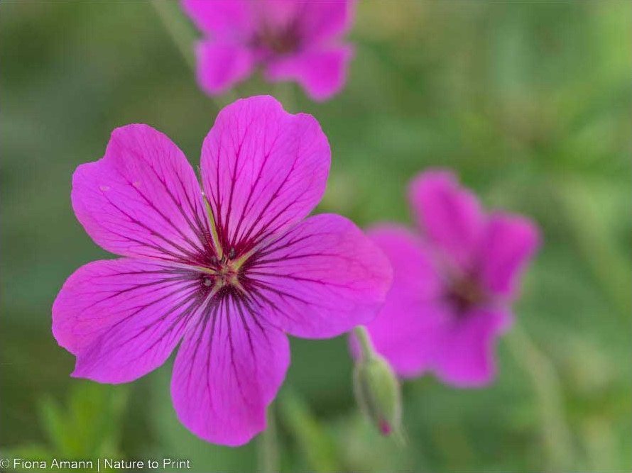 Storchschnabel Geranium Tiny Monster