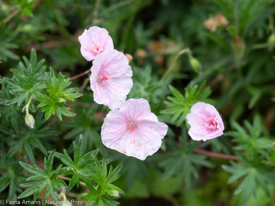 Geranium sanguineum Appleblossum