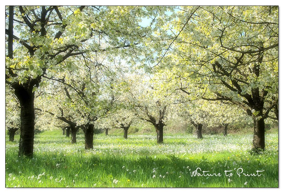 So schön blüht ein Kirschgarten in Franken, Ende April. Mehr blühende Kirschgärten auch hier