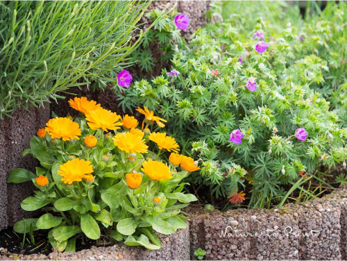 Kleine Ringelblume neben Storchschnabel