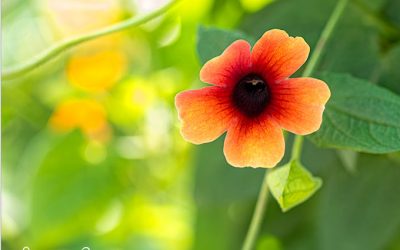 Schwarzäugige Susanne säen, pflegen und überwintern.