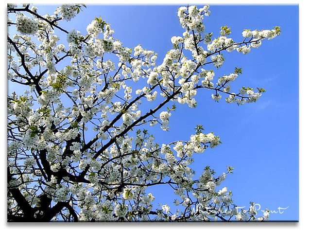 Barbarazweige sind Kirschzweige, die an Weihnachten blühen.